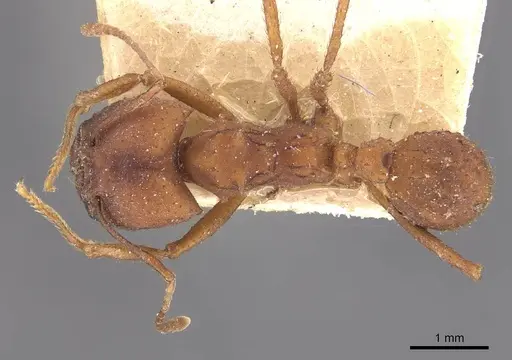 Acromyrmex landolti specimen CASENT0909435 image casent0909435_1