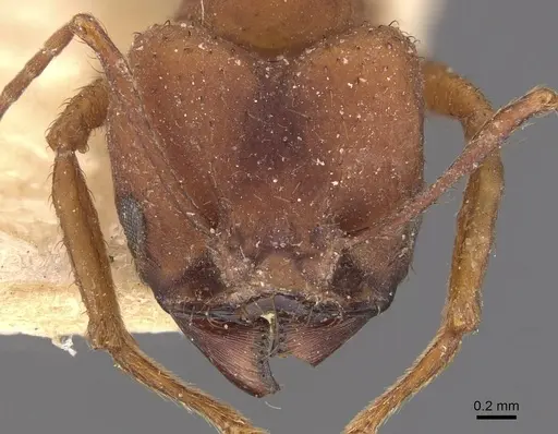 Acromyrmex landolti specimen CASENT0909435 image casent0909435_2