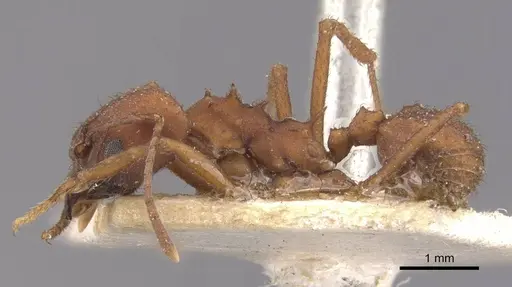 Acromyrmex landolti specimen CASENT0909435 image casent0909435_3