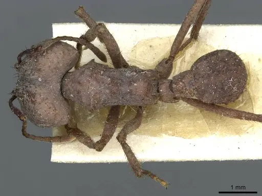 Acromyrmex landolti specimen CASENT0912480 image casent0912480_1