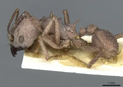 Acromyrmex landolti specimen CASENT0912480 image casent0912480_3