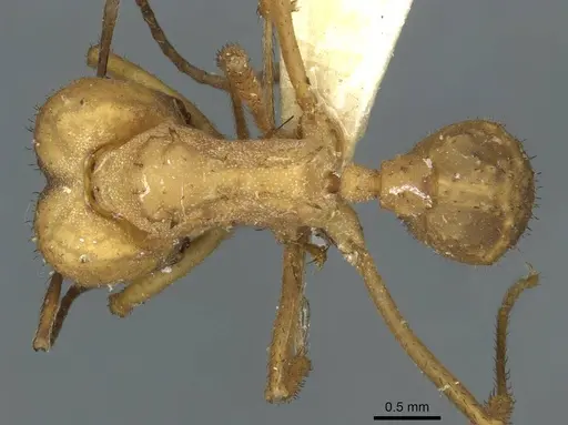 Acromyrmex landolti specimen CASENT0912481 image casent0912481_1