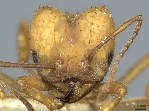 Acromyrmex landolti specimen CASENT0912481 image casent0912481_2