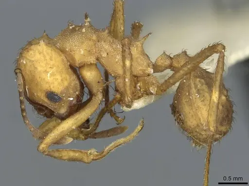 Acromyrmex landolti specimen CASENT0912481 image casent0912481_3