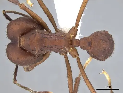 Acromyrmex landolti specimen CASENT0922025 image casent0922025_1