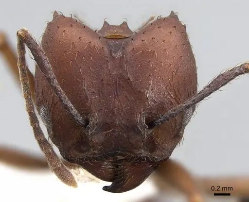 Acromyrmex landolti specimen CASENT0922025 image casent0922025_2