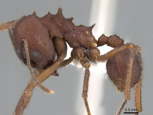 Acromyrmex landolti specimen CASENT0922025 image casent0922025_3