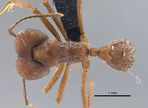 Acromyrmex landolti specimen CBUMAGENT41714 image cbumagent41714_1