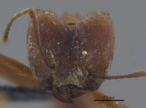 Acromyrmex landolti specimen CBUMAGENT41714 image cbumagent41714_2