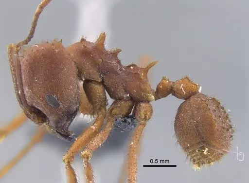 Acromyrmex landolti specimen CBUMAGENT41714 image cbumagent41714_3