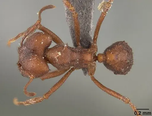 Acromyrmex landolti specimen USNMENT01124201 image usnment01124201_1
