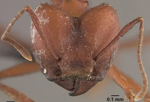 Acromyrmex landolti specimen USNMENT01124201 image usnment01124201_2