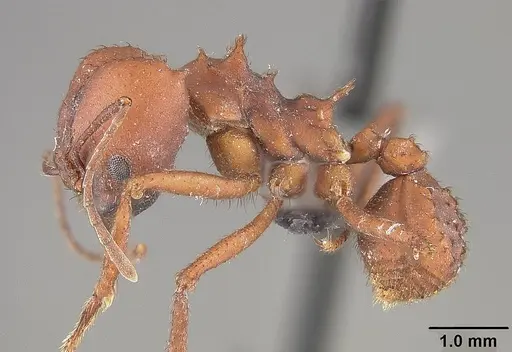 Acromyrmex landolti specimen USNMENT01124201 image usnment01124201_3