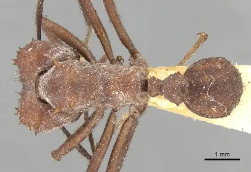 Acromyrmex laticeps specimen CASENT0281788 image casent0281788_1