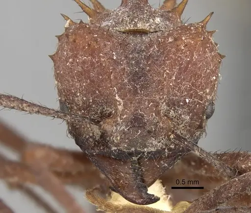 Acromyrmex laticeps specimen CASENT0281788 image casent0281788_2