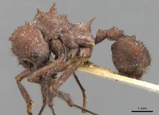 Acromyrmex laticeps specimen CASENT0281788 image casent0281788_3