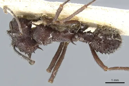 Acromyrmex laticeps specimen CASENT0904998 image casent0904998_1