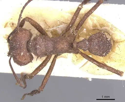 Acromyrmex laticeps specimen CASENT0912456 image casent0912456_1