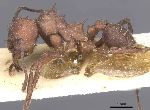 Acromyrmex laticeps specimen CASENT0912456 image casent0912456_3