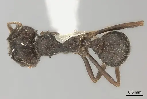 Acromyrmex lobicornis specimen CASENT0217813 image casent0217813_1