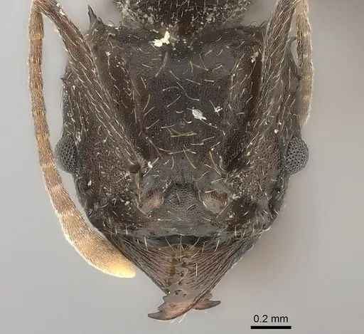 Acromyrmex lobicornis specimen CASENT0217813 image casent0217813_2