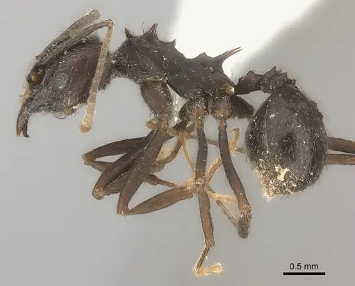 Acromyrmex lobicornis specimen CASENT0217813 image casent0217813_3