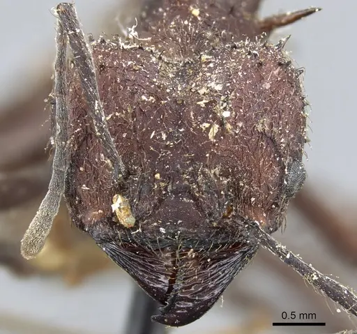 Acromyrmex lobicornis specimen CASENT0904999 image casent0904999_2