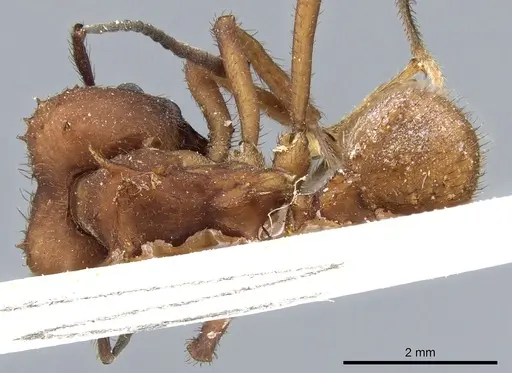 Acromyrmex lobicornis specimen CASENT0905000 image casent0905000_1