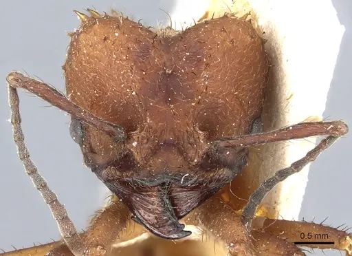 Acromyrmex lobicornis specimen CASENT0905000 image casent0905000_2