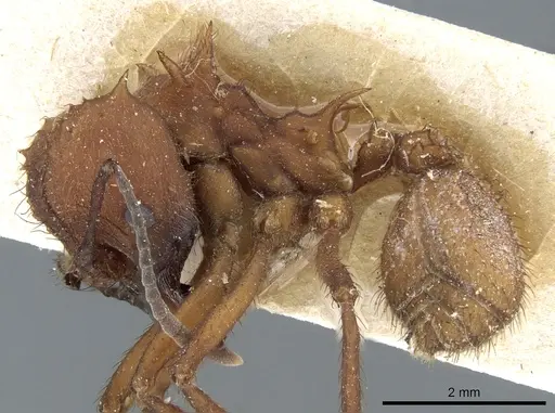 Acromyrmex lobicornis specimen CASENT0905000 image casent0905000_3
