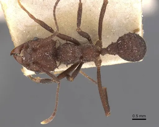 Acromyrmex lobicornis specimen CASENT0909416 image casent0909416_1