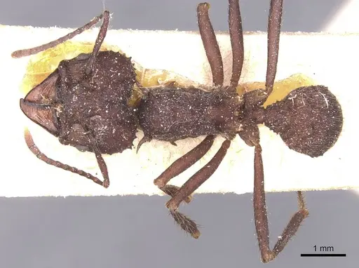 Acromyrmex lobicornis specimen CASENT0912459 image casent0912459_1
