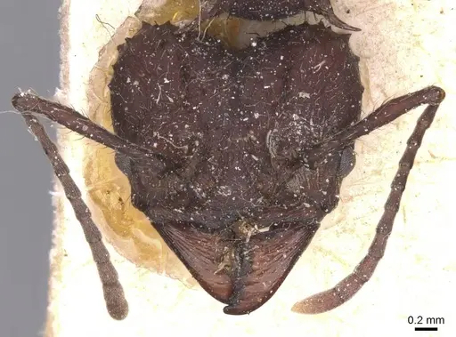 Acromyrmex lobicornis specimen CASENT0912459 image casent0912459_2