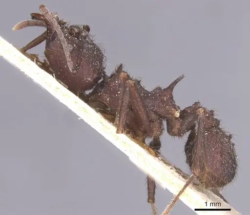 Acromyrmex lobicornis specimen CASENT0912459 image casent0912459_3