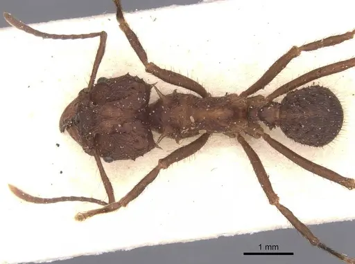 Acromyrmex lobicornis specimen CASENT0912460 image casent0912460_1