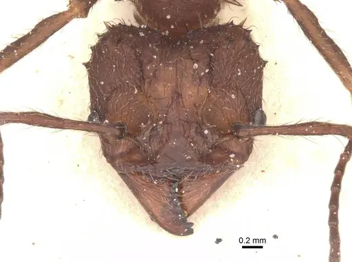 Acromyrmex lobicornis specimen CASENT0912460 image casent0912460_2