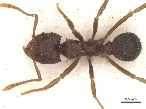 Acromyrmex lobicornis specimen CASENT0912461 image casent0912461_1