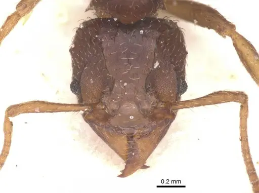 Acromyrmex lobicornis specimen CASENT0912461 image casent0912461_2