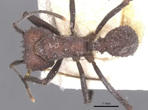 Acromyrmex lobicornis specimen CASENT0912462 image casent0912462_1