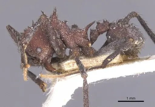 Acromyrmex lobicornis specimen CASENT0912462 image casent0912462_3