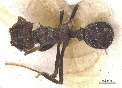 Acromyrmex lobicornis specimen CASENT0912463 image casent0912463_1