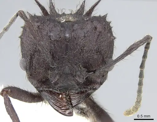 Acromyrmex lobicornis specimen CASENT0922026 image casent0922026_2