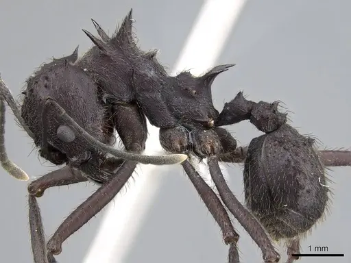 Acromyrmex lobicornis specimen CASENT0922026 image casent0922026_3