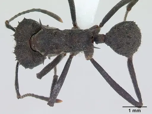 Acromyrmex lundii specimen CASENT0173797 image casent0173797_1