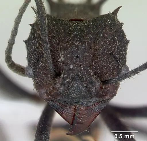 Acromyrmex lundii specimen CASENT0173797 image casent0173797_2