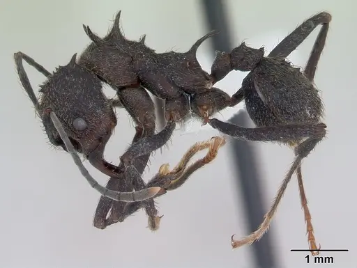 Acromyrmex lundii specimen CASENT0173797 image casent0173797_3