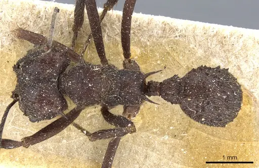 Acromyrmex lundii specimen CASENT0905002 image casent0905002_1