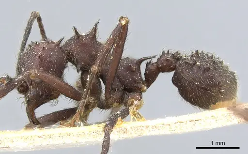 Acromyrmex lundii specimen CASENT0905002 image casent0905002_3