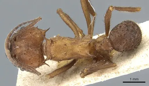 Acromyrmex lundii specimen CASENT0905004 image casent0905004_1