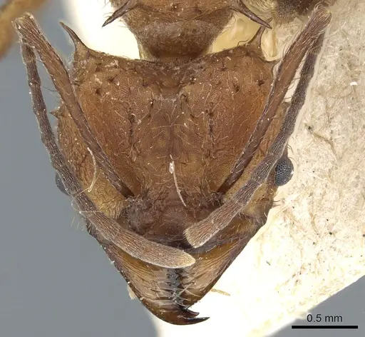 Acromyrmex lundii specimen CASENT0905004 image casent0905004_2
